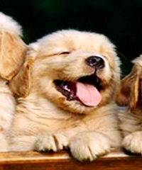 ���ų�����ɢ�ģ��������ͳ���ۻ�����������ʼ��