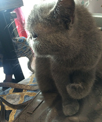 让乖桑桑的猫咪陪你晒太阳~~~【猫葩】