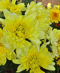 2014�����컨�ȶ�����ͼ����