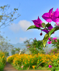 2014�����컨�ȶ�����ͼ����