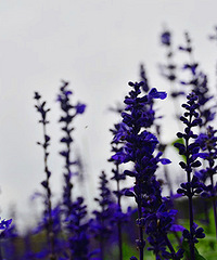 2014�����컨�ȶ�����ͼ����