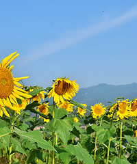 2014�����컨�ȶ�����ͼ����