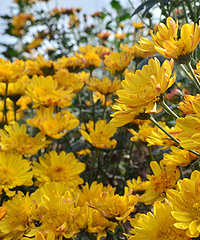 2014�����컨�ȶ�����ͼ����