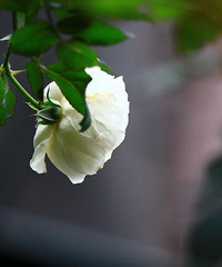 ����̨���¼��ﻨ��