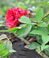 2014�����컨�ȶ�����ͼ����