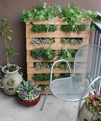 ���������С���������������ݲݵ�����