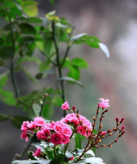 冬如春之色-露微花Lewisia cotyledon
