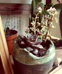 SEVEN'D 的现代美式小家+mini小花园