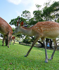 ������լ����ս�����о�������������������֮�á��غ��μǴ�����