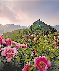 重庆最全赏花地图出炉 聆听花开的声音