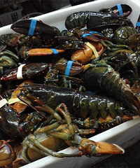 ������ֽ�ĳԻ���--�������õ�����BBQ(�Ѹ���)