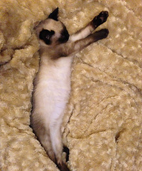 1633ոµ԰Ͻйװ޵16