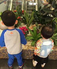 囧囧的思密达樱花之旅