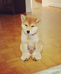 柴犬!绝对的汪界表情帝~