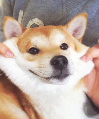 柴犬!绝对的汪界表情帝~