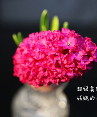 【夏月&多肉】夏月家里的花草+多肉