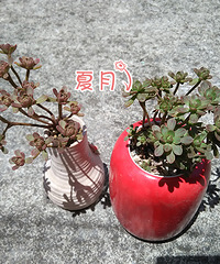 夏月28岁,送给自己的2个多肉花园