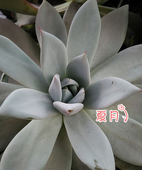 ����28�꣬�͸��Լ���2�����⻨԰