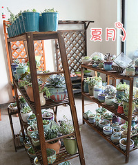 【夏月】一所属于多肉植物的房子