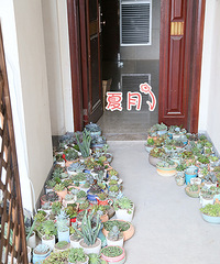 【夏月】一所属于多肉植物的房子