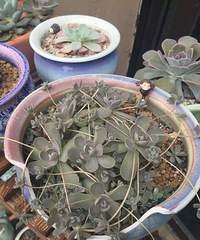 �����¡�һ�����ڶ���ֲ��ķ���