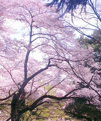 补发日本樱花游