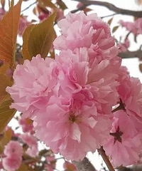 ���첻���ģ��������㻹��532����δ��ɣ�