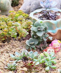 ���ִ������¥����԰��һ����ȫ�̼�¼