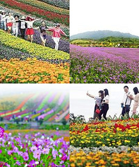 女司机自驾第一季:花海寻芳之旅