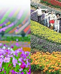 Ů˾���Լݵ�һ��