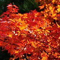 11月京都红叶最美