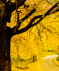 �������������ӵأ����ϴ�����ͨƱ��