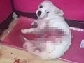男友砍了狗狗的腿