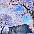 去吉林看雾凇圆玩雪梦