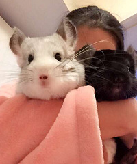 ����ʱ��������  �������������ײײ