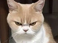 日本愤怒猫红了