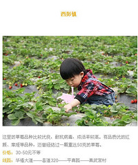 重庆最全草莓采摘地图!周末就去这里啦!赶
