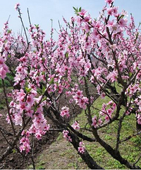 2016重庆哪里看樱花看油菜花看梨花,重庆赏花地图