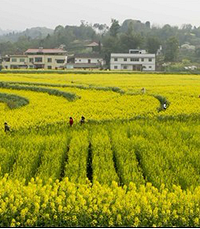 2016重庆哪里看樱花看油菜花看梨花,重庆赏花地图
