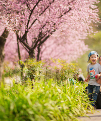 彩云湖的花开好了,宝妈们约吧
