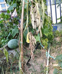 美式,以色列浇灌技术的菜园、种满月季的花园,终于毕业了!
