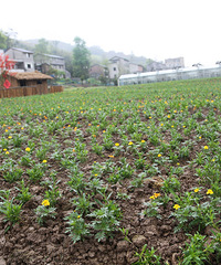 才去看了油菜花,发现一个新踏青地方+拈花惹草大赛