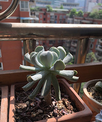 春光无限好,我的多肉植物!