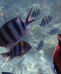 ���е���Ƭ������������