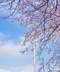 ���꡿�ɻ���ͼ������+���֡���ӣ�����װ����Ȫ���¾���������