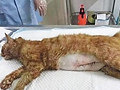 好心人剖腹救出猫宝宝