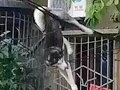 重庆一二哈失足坠楼