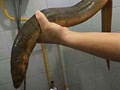 重庆有人钓到巨型黄鳝
