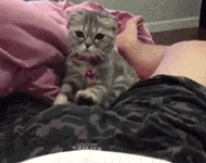 猫是猫,正不正经就不知道了。