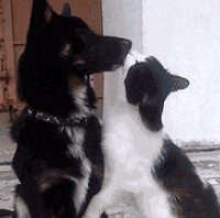 犬貓,你们这样秀恩爱让我们情何以堪